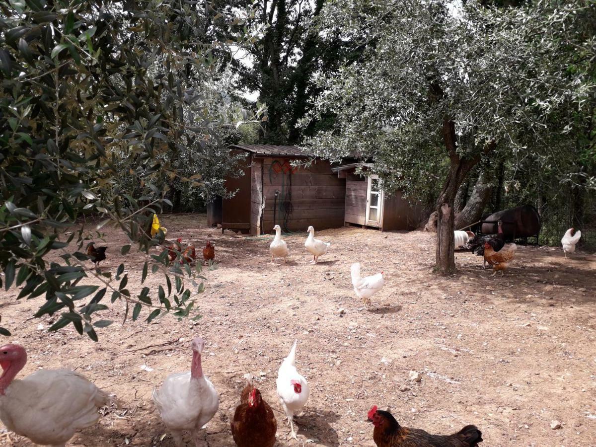 Alle Preci Country House Santa Restituta 외부 사진
